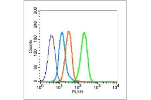 MCF-7 cells probed with Estrogen Receptor alpha (S167) Antibody, unconjugated  at 1:100 dilution for 30 minutes compared to control cells (blue) and isotype control (orange) (Estrogen Receptor alpha 抗体  (pSer167))