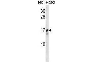 TRAPPC2 Antibody (N-term) western blot analysis in NCI-H292 cell line lysates (35 µg/lane). (TRAPPC2 抗体  (N-Term))