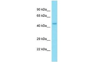 Western Blotting (WB) image for anti-Nucleoporin 50kDa (NUP50) (N-Term) antibody (ABIN2784861) (NUP50 抗体  (N-Term))
