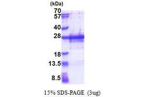Protein Phosphatase 1, Regulatory (Inhibitor) Subunit 2 (PPP1R2) (AA 1-166) protein (His tag)