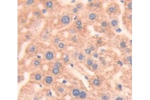 IHC-P analysis of Mouse Tissue, with DAB staining. (Prothrombin 抗体  (AA 44-200))