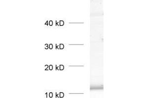 dilution: 1 : 1000, sample: pancreas homogenate (BET1L 抗体  (AA 3-86))