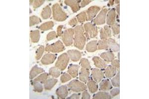 Immunohistochemistry analysis in formalin fixed and paraffin embedded human skeletal muscle reacted with GAS2L2 Antibody (C-term) followed by peroxidase conjugation of the secondary antibody and DAB staining. (GAS2L2 抗体  (C-Term))