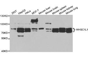 Western blot analysis of extracts of 293T cell lines, using WHSC1L1 antibody. (WHSC1L1 抗体)