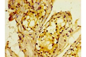 IHC image of ABIN7160643 diluted at 1:400 and staining in paraffin-embedded human testis tissue performed on a Leica BondTM system. (MTMR2 抗体  (AA 1-173))