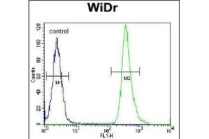 ZC4H2 Antibody (C-term) (ABIN654717 and ABIN2844406) flow cytometric analysis of WiDr cells (right histogram) compared to a negative control cell (left histogram). (ZC4H2 抗体  (C-Term))