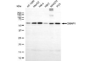 Western blotting analysis using DMAP1 antibody (ABIN7798365).