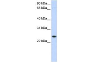 Western Blotting (WB) image for anti-Progesterone Receptor Membrane Component 1 (PGRMC1) antibody (ABIN2463007) (PGRMC1 抗体)