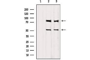 Western blot analysis of extracts from various samples, using PI3-kinase p85-alpha/gamma Antibody. (PI3K p85 alpha/gamma 抗体)