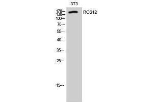 Western Blotting (WB) image for anti-Regulator of G-Protein Signalling 12 (RGS12) (N-Term) antibody (ABIN3177206) (RGS12 抗体  (N-Term))