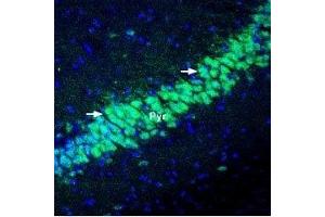 Expression of KChIP2 in mouse hippocampus - Immunohistochemical staining of perfusion-fixed frozen mouse brain sections using Anti-KChIP2 Antibody (ABIN7043296, ABIN7045040 and ABIN7045041), (1:400), followed by goat-anti-rabbit-Alexa-488 (green). (KCNIP2 抗体  (Cytosolic, N-Term))