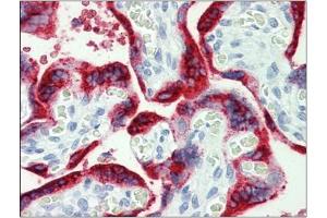 Human Placenta: Formalin-Fixed, Paraffin-Embedded (FFPE) (Growth Hormone 1 抗体  (Ser235))