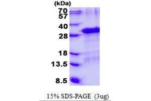 Growth Factor, Augmenter of Liver Regeneration (GFER) (AA 1-205) protein (His tag)