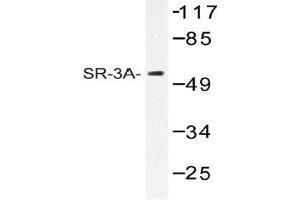 Western blot (WB) analysis of SR-3A antibody in extracts from HT-29 cells. (Serotonin Receptor 3A 抗体)