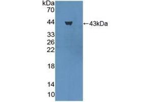 Pepsinogen A antibody  (AA 16-387)