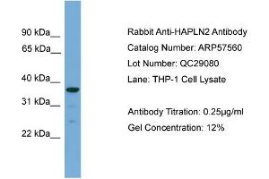 WB Suggested Anti-HAPLN2  Antibody Titration: 0.