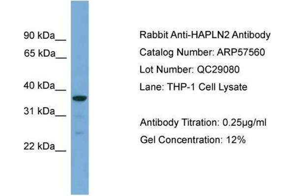 HAPLN2 Antikörper  (Middle Region)