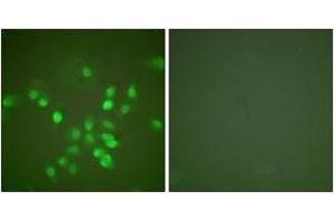 Immunofluorescence (IF) image for anti-Promyelocytic Leukemia (PML) (AA 11-60) antibody (ABIN2889250) (PML 抗体  (AA 11-60))