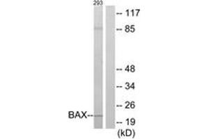 Western blot analysis of extracts from 293 cells, using BAX Antibody. (BAX 抗体  (AA 41-90))