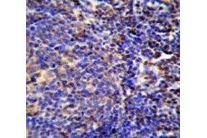 S100A4 antibody immunohistochemistry analysis in formalin fixed and paraffin embedded human tonsil tissue. (s100a4 抗体  (AA 1-30))