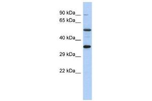 Western Blotting (WB) image for anti-cAMP Responsive Element Binding Protein 1 (CREB1) (Middle Region) antibody (ABIN2778454)