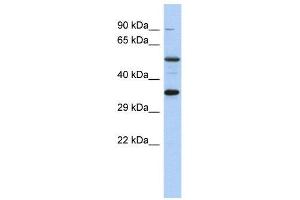 WB Suggested Anti-CREB1  Antibody Titration: 0. (CREB1 抗体  (Middle Region))