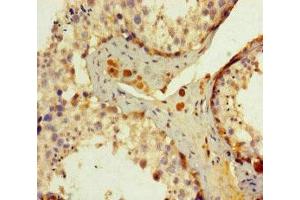 Immunohistochemistry of paraffin-embedded human testis tissue using ABIN7150168 at dilution of 1:100 (ERCC1 抗体  (AA 1-323))