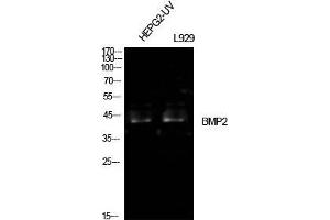 Western Blot (WB) analysis of HepG2-UV, L929 cells using BMP-2 Polyclonal Antibody. (BMP2 抗体  (Internal Region))