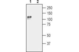 Western blot analysis of rat bladder lysate: - 1. (KCNMA1 抗体  (C-Term, Intracellular))