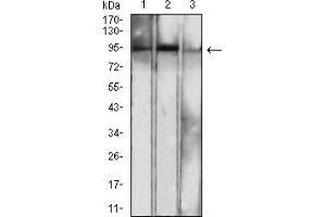 Western blot analysis using NFKB2 mouse mAb against NIH/3T3 (1), MCF-7 (2), and THP-1 (3) cell lysate. (NFKB2 抗体  (AA 712-900))