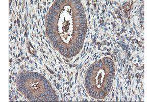 Image no. 12 for anti-Tubulin, alpha-Like 3 (TUBAL3) (AA 150-446) antibody (ABIN1490956)