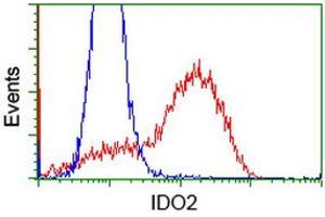 HEK293T cells transfected with either RC223337 overexpress plasmid (Red) or empty vector control plasmid (Blue) were immunostained by anti-IDO2 antibody (ABIN2453838), and then analyzed by flow cytometry.