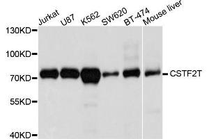 Western blot analysis of extracts of various cell lines, using CSTF2T antibody. (CSTF2T 抗体  (AA 420-560))