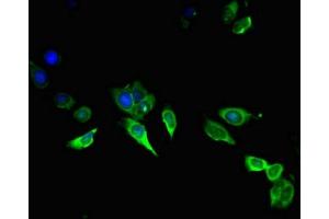 Immunofluorescent analysis of Hela cells using ABIN7144028 at dilution of 1:100 and Alexa Fluor 488-congugated AffiniPure Goat Anti-Rabbit IgG(H+L) (Amphiregulin 抗体  (AA 107-148))