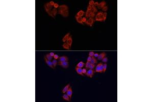Immunofluorescence analysis of HeLa cells using MTOR antibody (ABIN2737201) at dilution of 1:100. (MTOR 抗体)