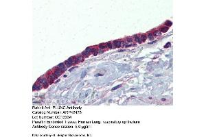 Immunohistochemistry with Human Lung, respiratory epethelium tissue at an antibody concentration of 5. (BPIFA1 抗体  (Middle Region))
