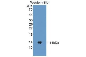 WB of Protein Standard: different control antibodies against Highly purified E. (Surfactant Protein C ELISA 试剂盒)