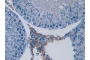 DAB staining on IHC-P; Samples: Rat Testis Tissue (UCN3 抗体  (AA 24-164))
