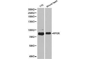 Western blot analysis of extracts of various cell lines, using RPGR antibody. (RPGR 抗体  (AA 1-260))