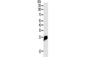 Western Blotting (WB) image for anti-C-Reactive Protein (CRP) antibody (ABIN2421438) (CRP 抗体)