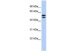 WB Suggested Anti-ATP6V1B2 Antibody Titration: 0. (ATP6V1B2 抗体  (N-Term))
