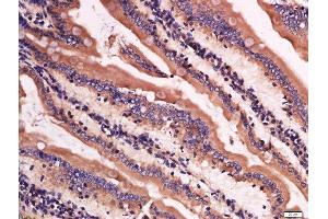 Paraformaldehyde-fixed, paraffin embedded mouse intestine; Antigen retrieval by boiling in sodium citrate buffer (pH6) for 15min; Block endogenous peroxidase by 3% hydrogen peroxide for 30 minutes; Blocking buffer (normal goat serum) at 37°C for 20min; Antibody incubation with Rabbit Anti-Lysozyme Polyclonal Antibody, Unconjugated  at 1:200 overnight at 4°C, followed by a conjugated secondary for 90 minutes and DAB staining. (LYZ 抗体)