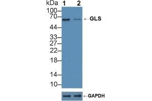 Western Blotting (WB) image for anti-Glutaminase (GLS) (AA 31-253) antibody (ABIN7436600)