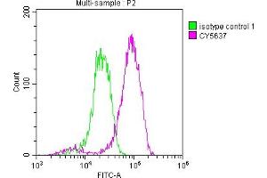 Overlay histogram showing Jurkat cells stained with ABIN7127469 (red line) at 1:50. (Recombinant EIF5A 抗体)
