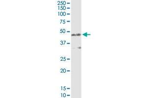 AMBP MaxPab rabbit polyclonal antibody. (AMBP 抗体  (AA 1-352))
