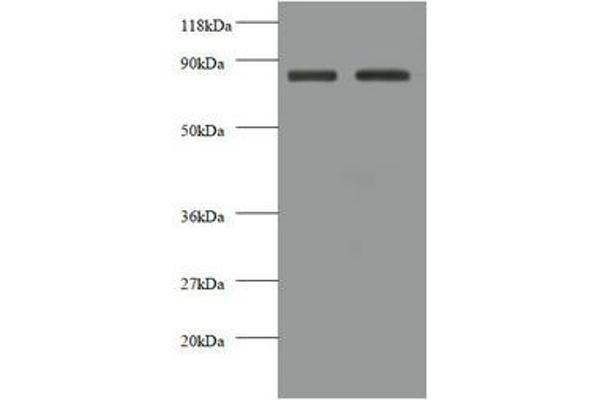 Cadherin 12 antibody  (AA 56-605)
