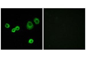 Immunofluorescence (IF) image for anti-Holocytochrome C Synthase (HCCS) (Internal Region) antibody (ABIN5977175) (HCCS 抗体  (Internal Region))