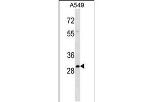 Western blot analysis in A549 cell line lysates (35ug/lane). (THO Complex 4 抗体  (AA 60-89))