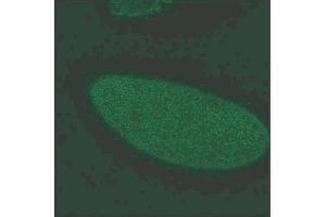 Gephyrin immunochemical staining of 0-12 hour embryos. (Gephyrin 抗体  (AA 569-726))