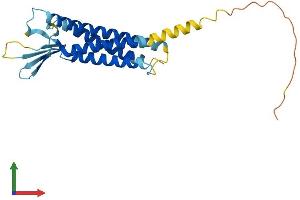 Protein Structure (PS) image for Claudin 2 (CLDN2) (AA 1-230) protein (His tag) (ABIN7546559)